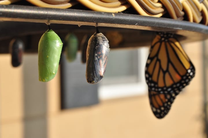 Chrysalises and a butterfly, symbolizing transformation and growth, reflecting the concept of agile transformation in boosting efficiency and value.