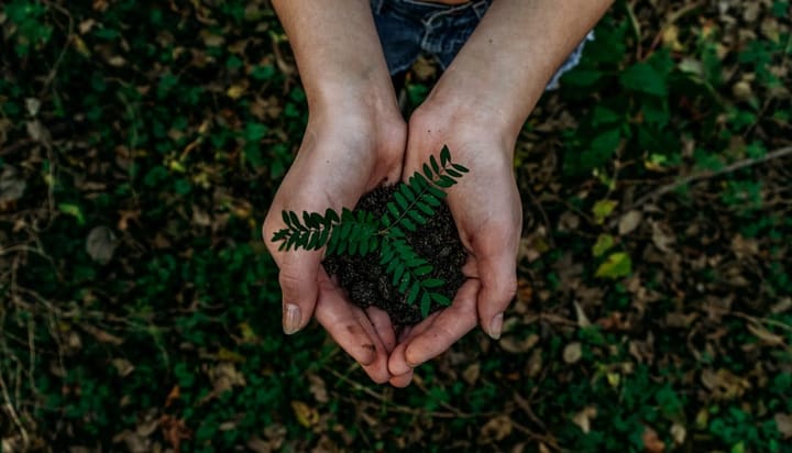 Hands gently holding soil with a small green plant, symbolizing sustainable project management and environmental care